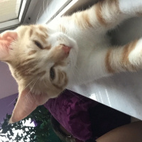 Tekir Kedi, Kedi  Tarçın fotoğrafı
