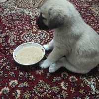 Kangal, Köpek  Pirinç fotoğrafı