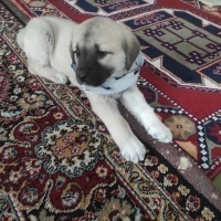 Kangal, Köpek  Pirinç fotoğrafı