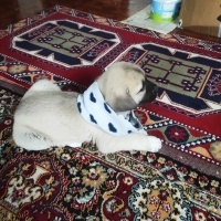 Kangal, Köpek  Pirinç fotoğrafı