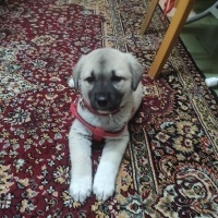 Kangal, Köpek  Pirinç fotoğrafı