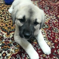 Kangal, Köpek  Pirinç fotoğrafı