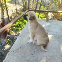 Kangal, Köpek  Pirinç fotoğrafı