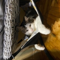 Tekir Kedi, Kedi  Mükremin fotoğrafı