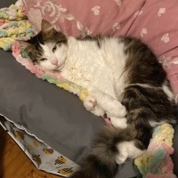 Tekir Kedi, Kedi  Mükremin fotoğrafı