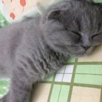 Scottish Fold, Kedi  Minnoş fotoğrafı