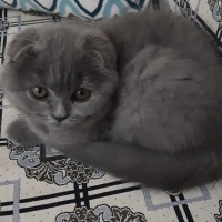 Scottish Fold, Kedi  Minnoş fotoğrafı