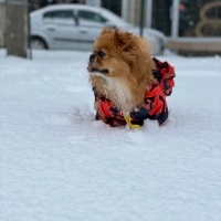 Pekingese, Köpek  Fifi fotoğrafı