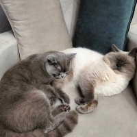 British Shorthair, Kedi  Ares ve bulut fotoğrafı