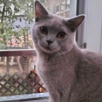 British Shorthair, Kedi  Ares ve bulut fotoğrafı
