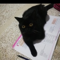 British Shorthair, Kedi  PONÇİK fotoğrafı