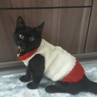 Tekir Kedi, Kedi  zeytin fotoğrafı