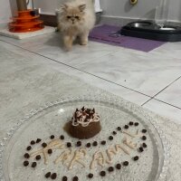 İran Kedisi (Persian), Kedi  Karamel fotoğrafı