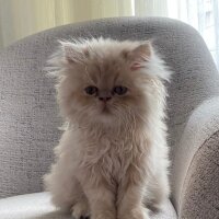 İran Kedisi (Persian), Kedi  Karamel fotoğrafı