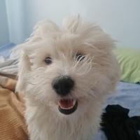 Maltese, Köpek  Kaju fotoğrafı