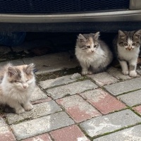 Tekir Kedi, Kedi  Hamile Anne ve 5 Yavrusu fotoğrafı