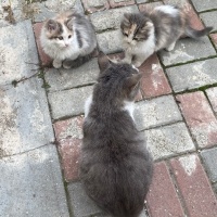Tekir Kedi, Kedi  Hamile Anne ve 5 Yavrusu fotoğrafı