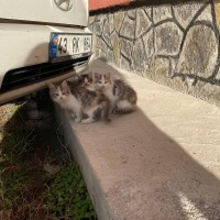 Tekir Kedi, Kedi  Hamile Anne ve 5 Yavrusu fotoğrafı