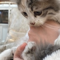Tekir Kedi, Kedi  Hamile Anne ve 5 Yavrusu fotoğrafı
