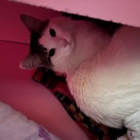 Tekir Kedi, Kedi  Minnoş fotoğrafı