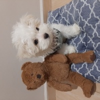 Maltese, Köpek  Mişa fotoğrafı