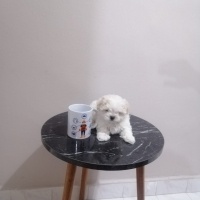Maltese, Köpek  Mişa fotoğrafı