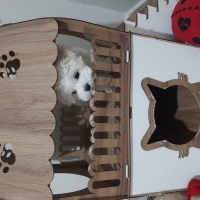 Maltese, Köpek  Mişa fotoğrafı