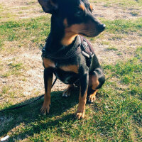 Minyatür Pinscher, Köpek  Papi  fotoğrafı