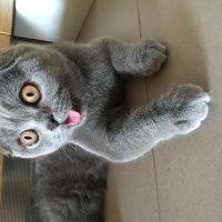 Scottish Fold, Kedi  Roma fotoğrafı