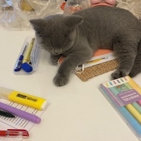 British Shorthair, Kedi  Gri fotoğrafı