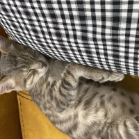 Tekir Kedi, Kedi  Müezza fotoğrafı