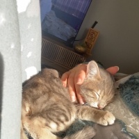 Tekir Kedi, Kedi  Müezza fotoğrafı