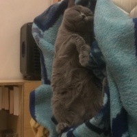 British Shorthair, Kedi  Duman fotoğrafı