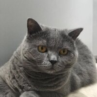 British Shorthair, Kedi  Kaymak fotoğrafı