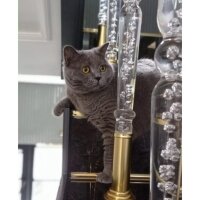 British Shorthair, Kedi  Kaymak fotoğrafı