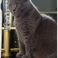 British Shorthair, Kedi  Kaymak fotoğrafı