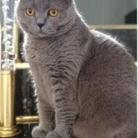 British Shorthair, Kedi  Kaymak fotoğrafı