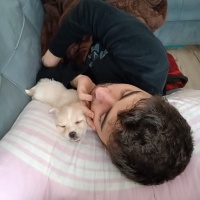 Bichon Frise, Köpek  Bobo fotoğrafı