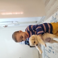Bichon Frise, Köpek  Bobo fotoğrafı