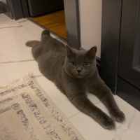 British Shorthair, Kedi  PAMUK fotoğrafı