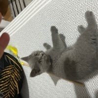 British Shorthair, Kedi  Fıstık fotoğrafı