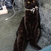 Scottish Fold, Kedi  Kömür fotoğrafı