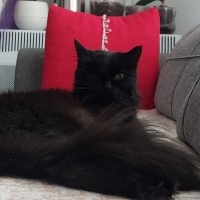 Tiffanie, Kedi  Gece zeytin fotoğrafı