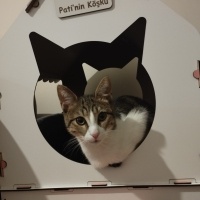 Soke, Kedi  Pati fotoğrafı