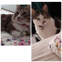 Tekir Kedi, Kedi  MİNNOŞ-PATİ-MİYU fotoğrafı