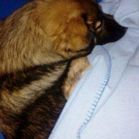 Alman Çoban Köpeği, Köpek  Zeus fotoğrafı