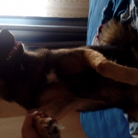 Alman Çoban Köpeği, Köpek  Zeus fotoğrafı