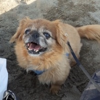 Pekingese, Köpek  Findik fotoğrafı