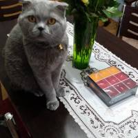 Scottish Fold, Kedi  MARS fotoğrafı