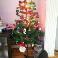 Scottish Fold, Kedi  MARS fotoğrafı